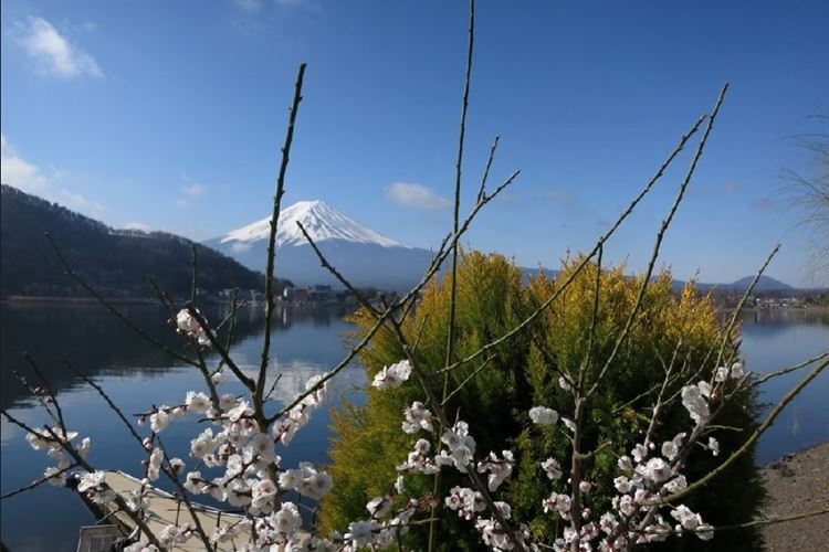 Japan Tokyo Region, Mount Fuji Ascent, Mount Fuji and blossoms, Walkopedia